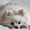 店長Mの癒し🐶のサムネイル