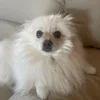 久しぶりの愛犬🐶のサムネイル