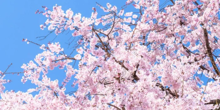 ゆめごこち　こうべ