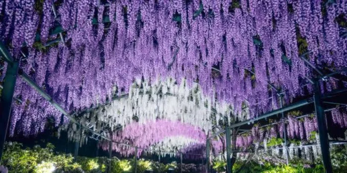 ゆめごこち　こうべ