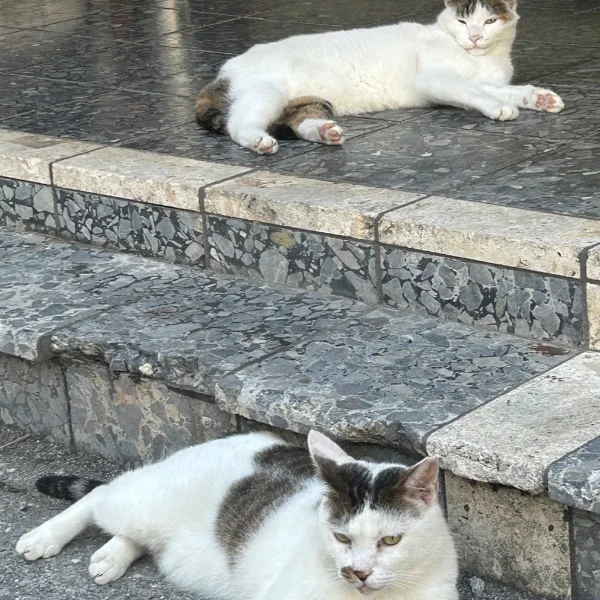 猫