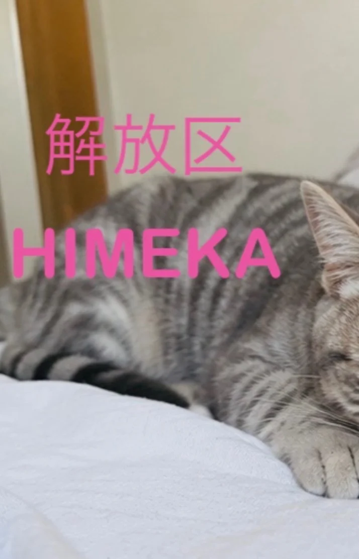 おやすみなさい🐱