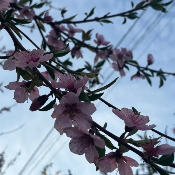 桜見れました🌸