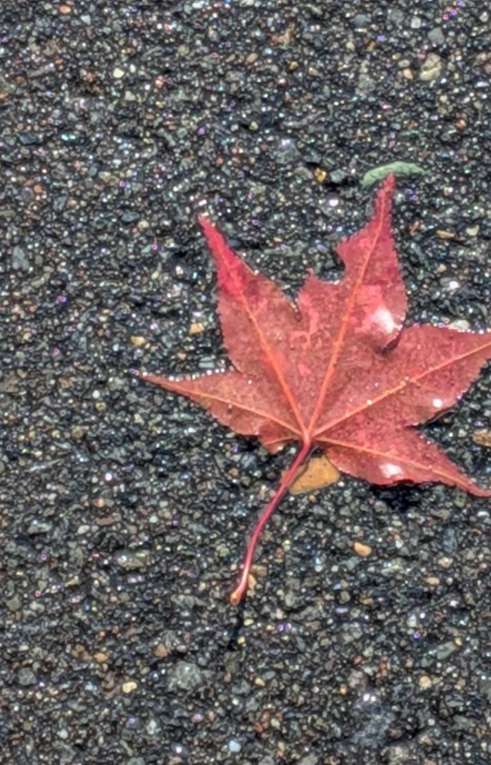 紅葉を見つけました