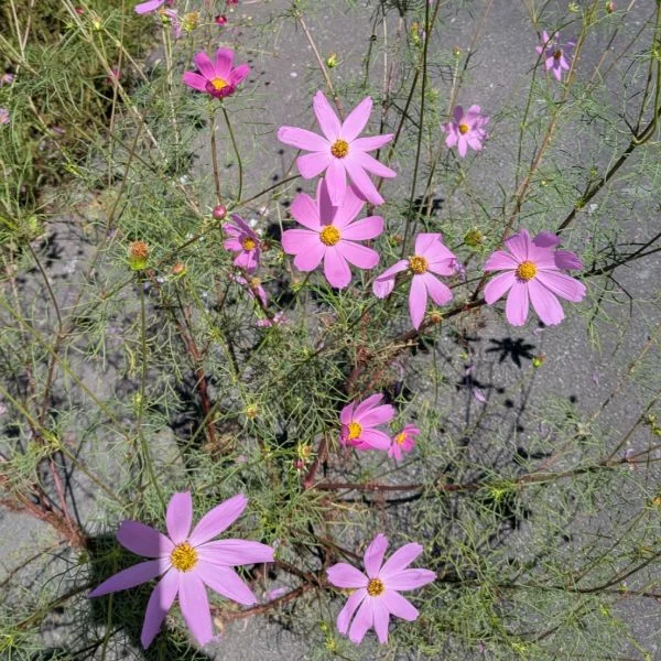 見つかる
