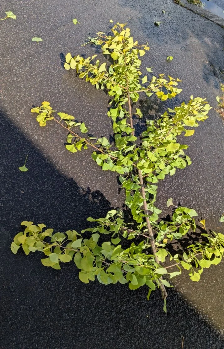 落ちてる