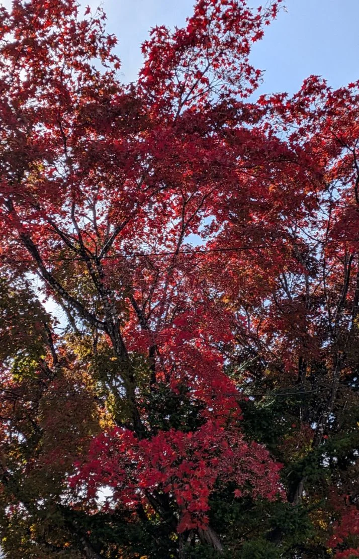 紅葉を見つけました