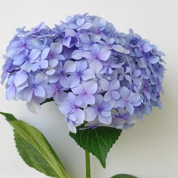 今日はお昼から