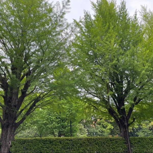 はろぅ✋