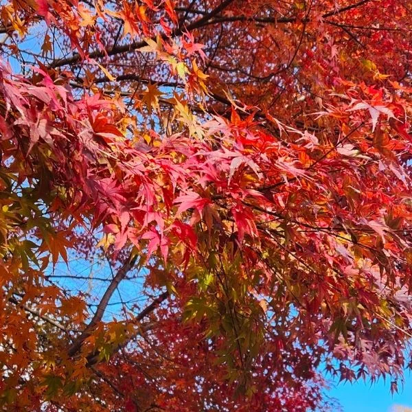 秋になったら行きたいところ🍂🐑