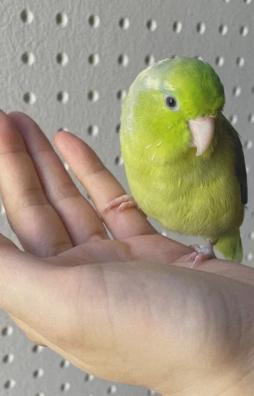 メロン