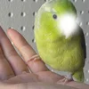 みい