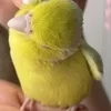 レモン