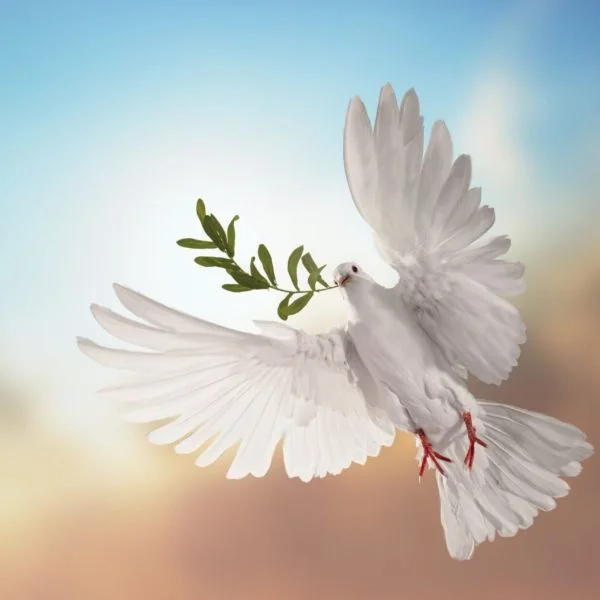 🕊