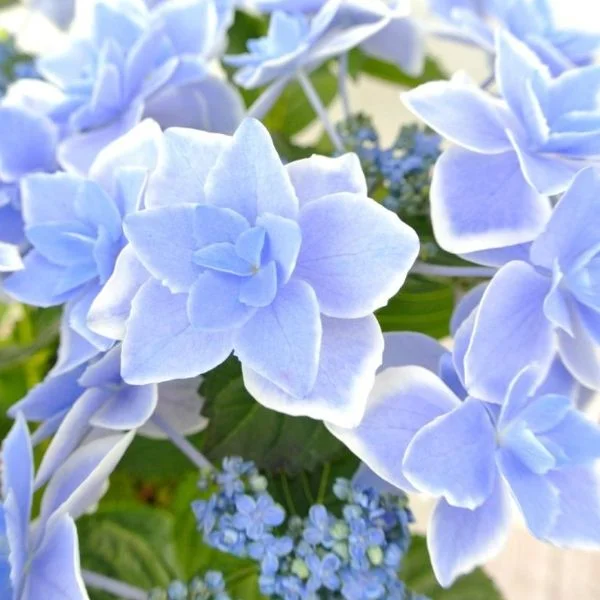 おはようございます🌿