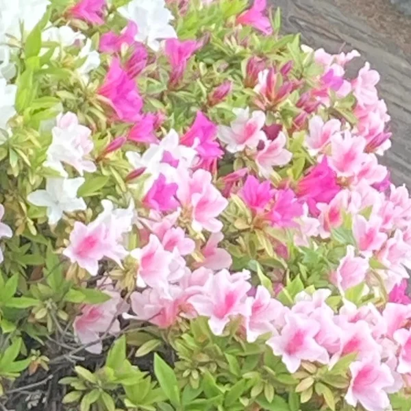 こんばんは