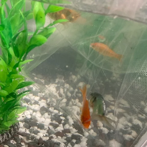 こんばんは