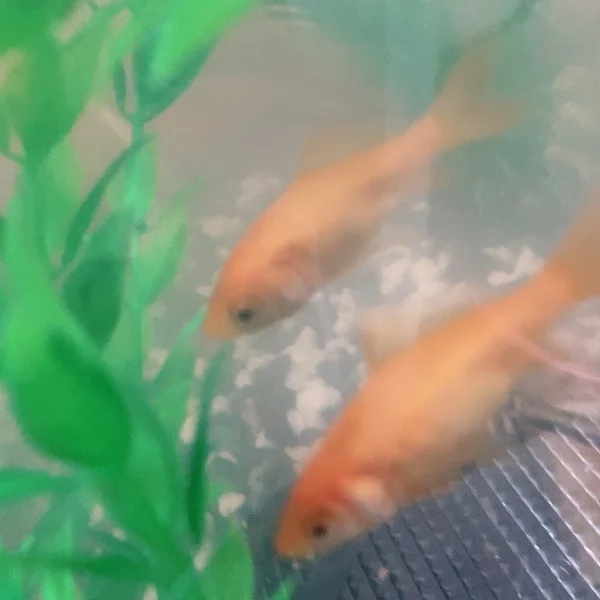 こんばんは