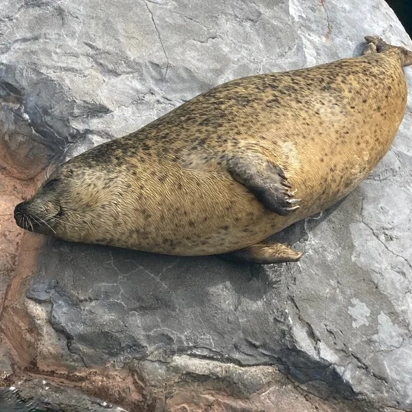おはようございます