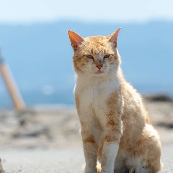 おはよう