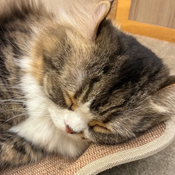 ありがとう