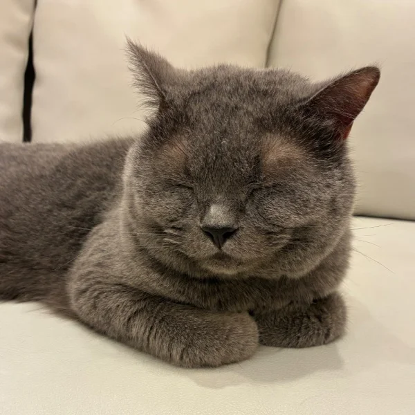 おはよう