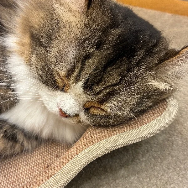 ありがとう