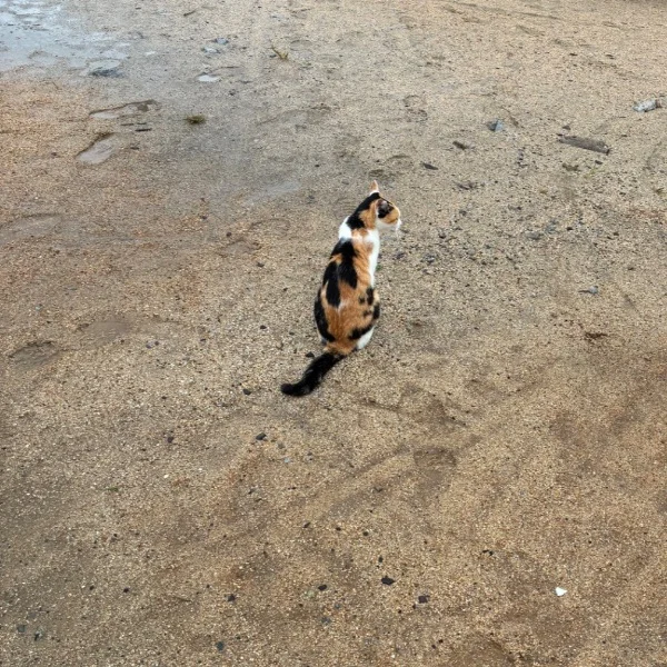 おはよ🐈🐾