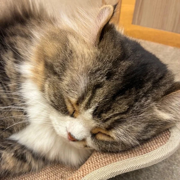おやすみ