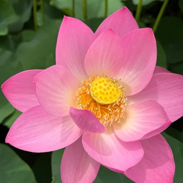 蓮の花