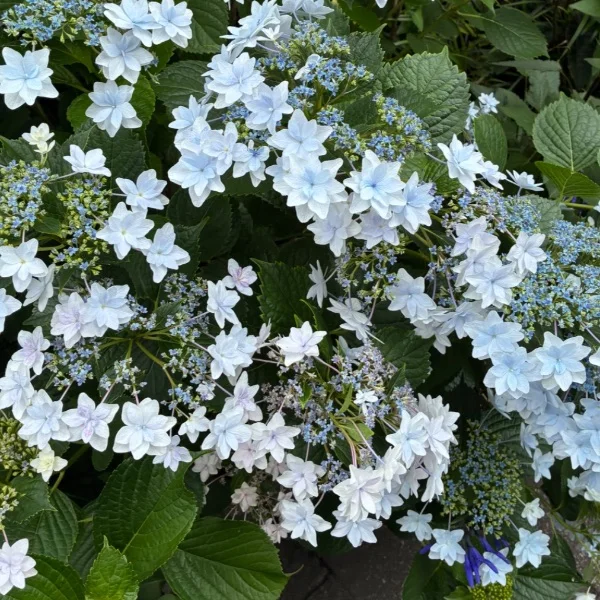 おはようございます✨