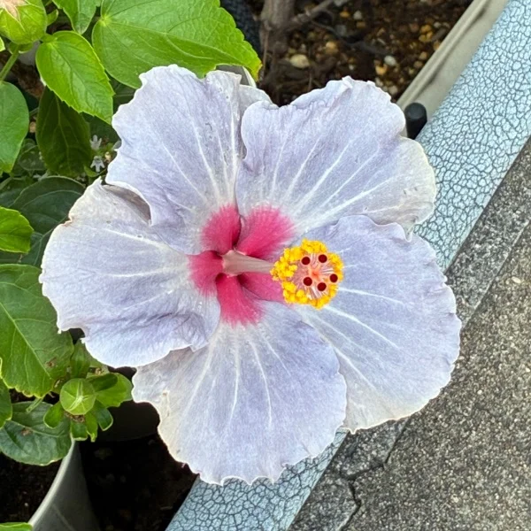 おはようございます🦋