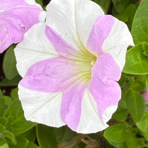 おはようございます🦋