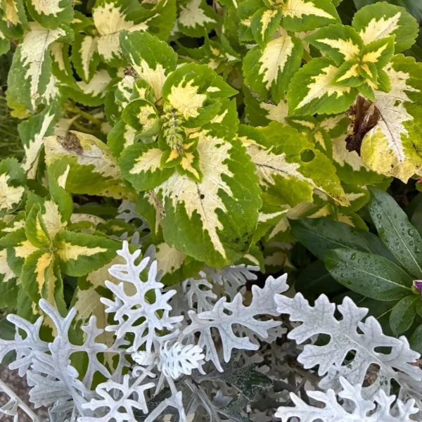 おはようございます☘️