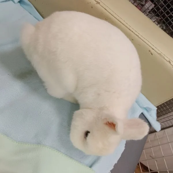 この前うさぎカフェに行ってきました〜