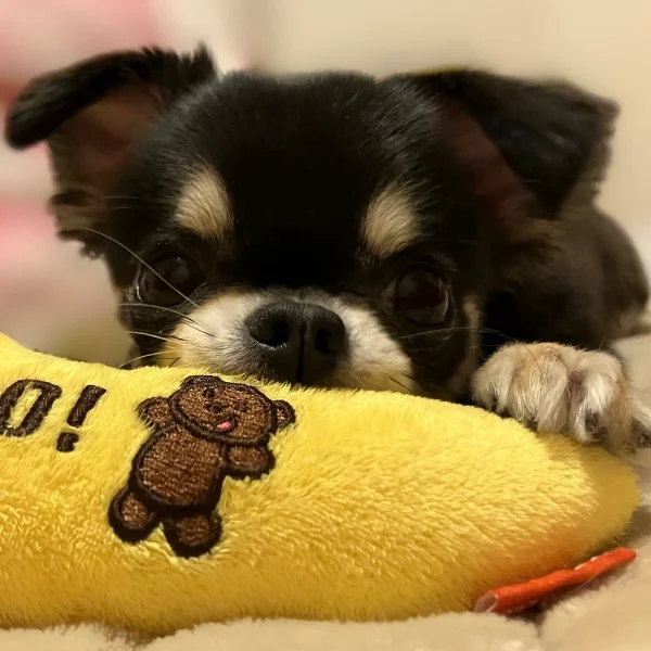 本日４名様🈵ありがとうございました🐶💕