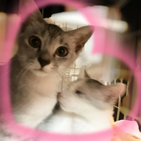 本日ガチャの日🎡４名様🈵ありがとうございました🐶💕