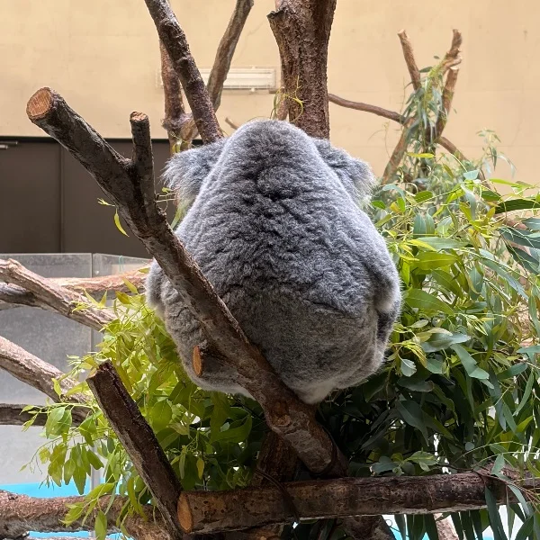 コアラみてきたよ