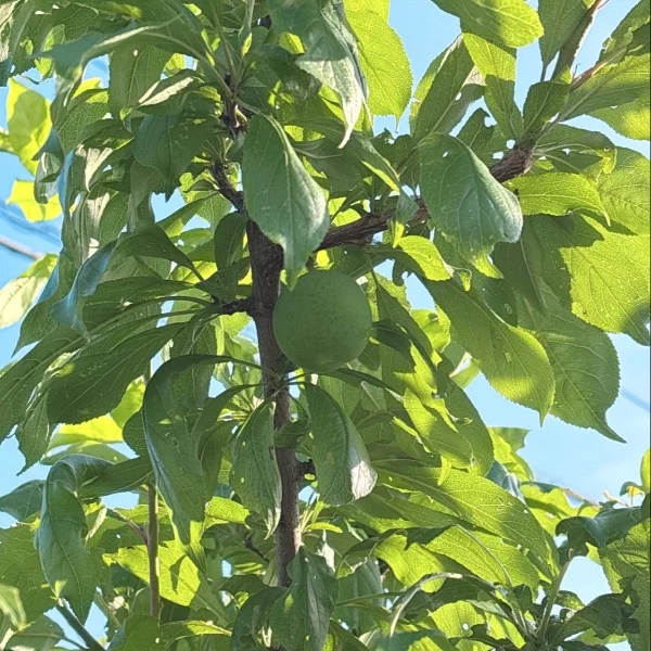 🦋今年はいっぱい実りますように🥺🍑🤍