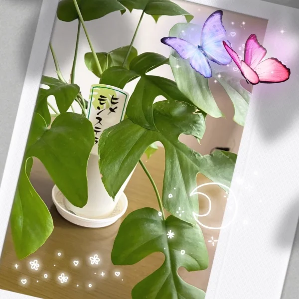 ☆*:.。. おれい.。.:*☆