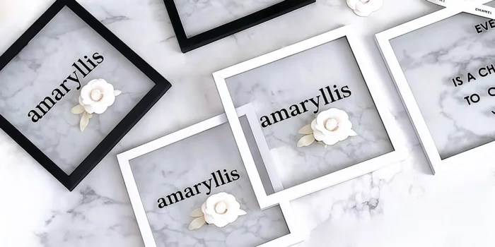 amaryllis