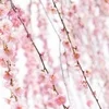 あっという間に4月になりましたね♪のサムネイル