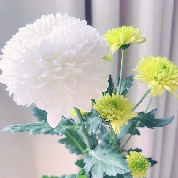 菊の日