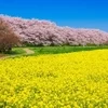 春はメンズエステ働き始めにぴったり！？！？のサムネイル