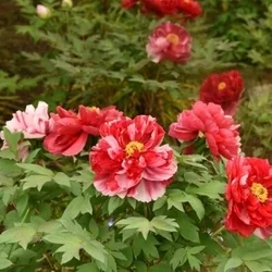 ありがとうございます(⁠◍⁠•⁠ᴗ⁠•...