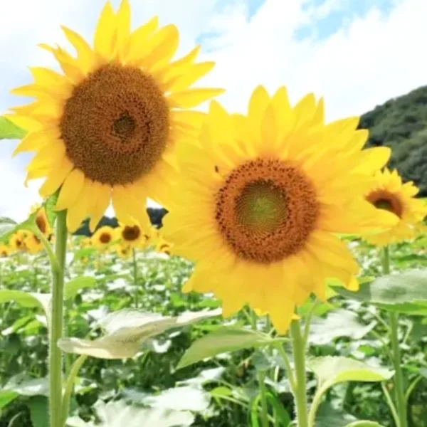 熊本2日目🌻