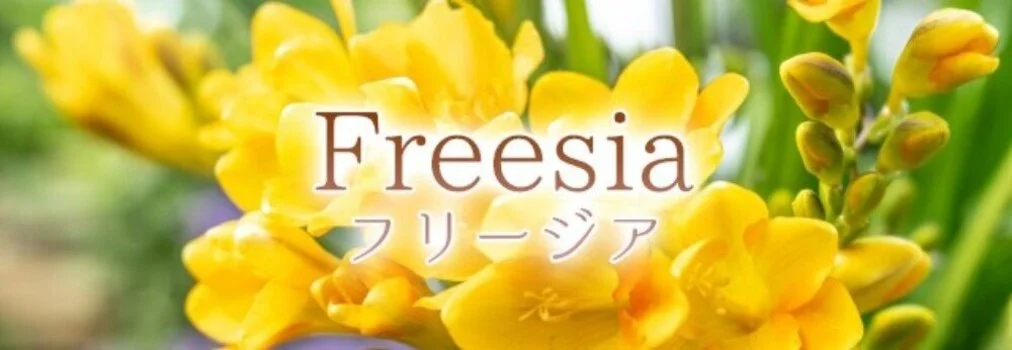 freesia（フリージア）