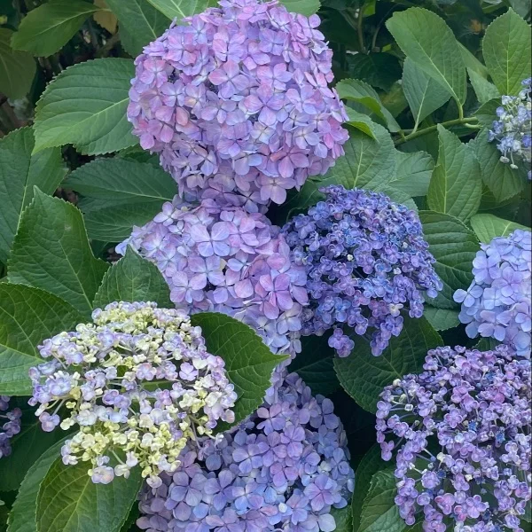 お久しぶりです🌼*・