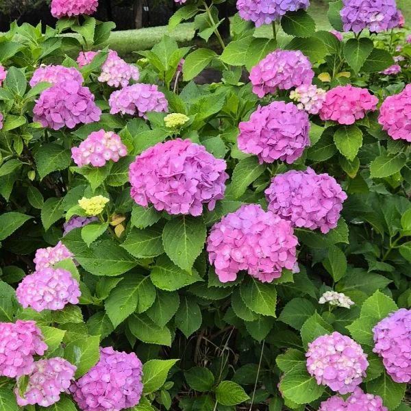 🌹6/12(金)🌹