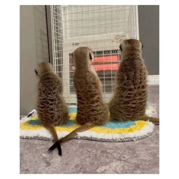 ¨̮♡